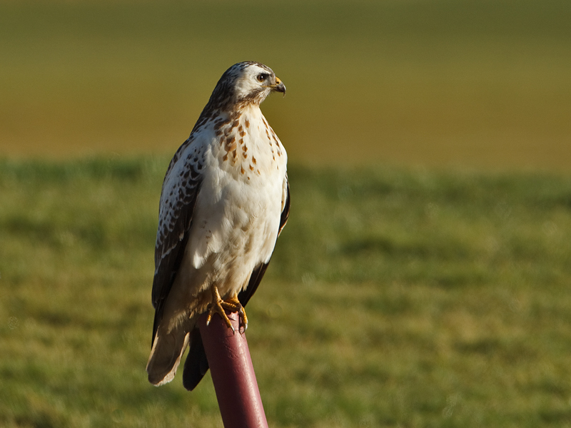 Buteo buteo Common Buzzard Buizerd